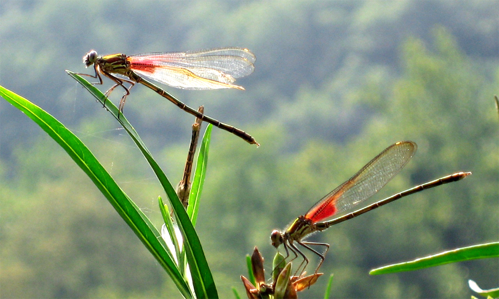  Vườn hạ